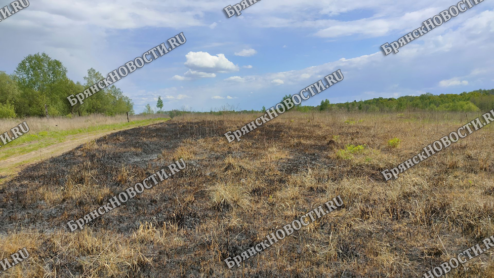 Ландшафтный пожар под Манюками Брянской области оказался горящей свалкой