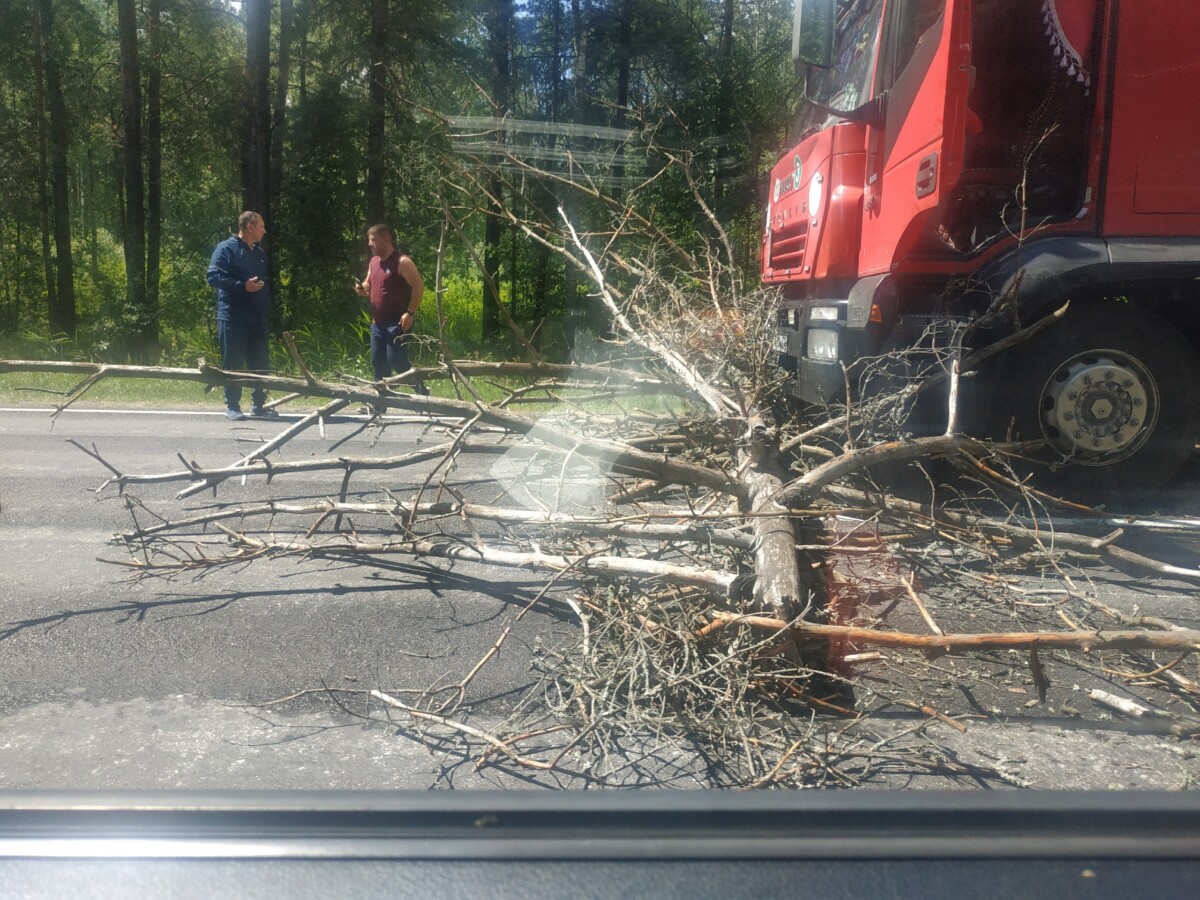 На автодороге Новозыбков – Климово рухнуло аварийное дерево