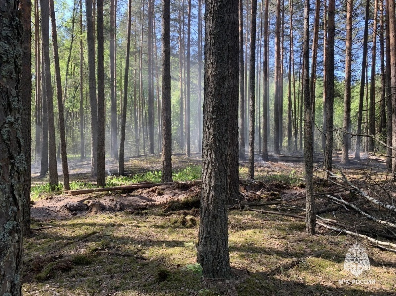 В Брянском районе потушили пожар в лесу