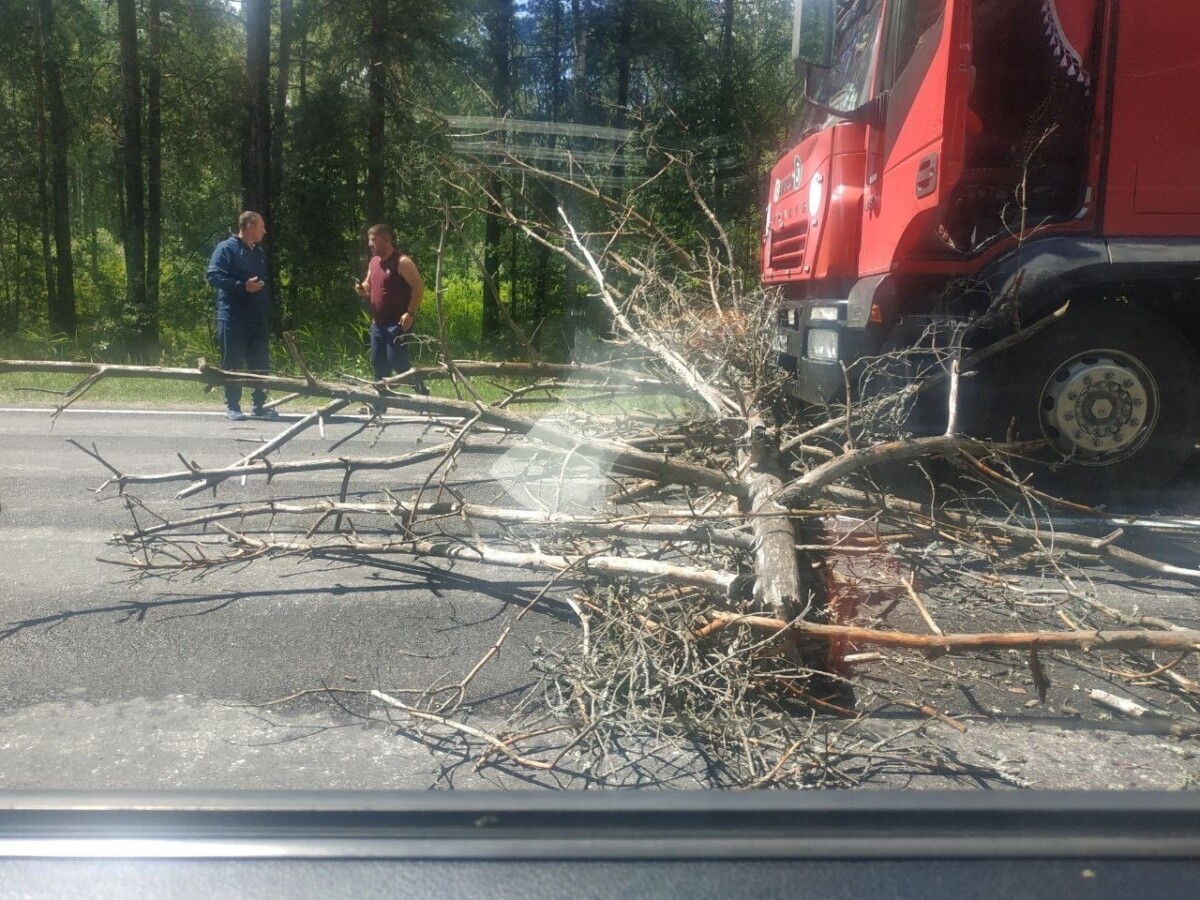 «Успели затормозить, но фуре причинен ущерб»: очевидец рассказал о ЧП с деревом на дороге Новозыбков – Климово