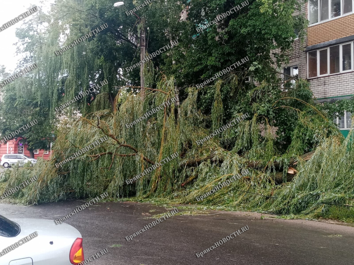 В Новозыбкове Брянской области сильным ветром повалены деревья