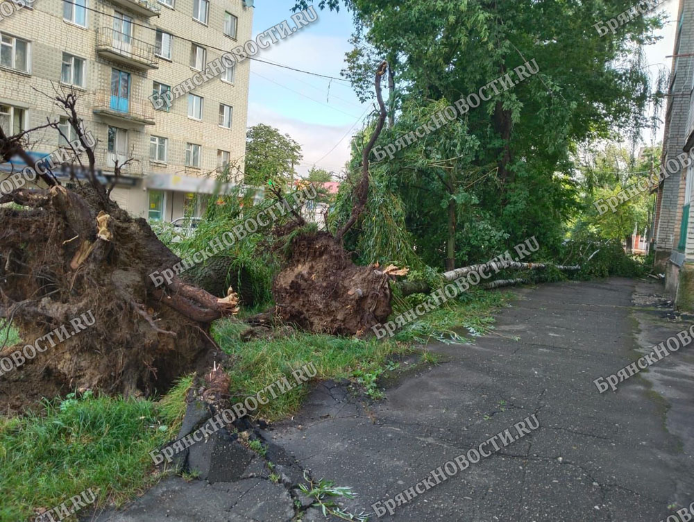 Стихия в Новозыбковском округе вырывала деревья, обрывала провода и ломала крыши домов