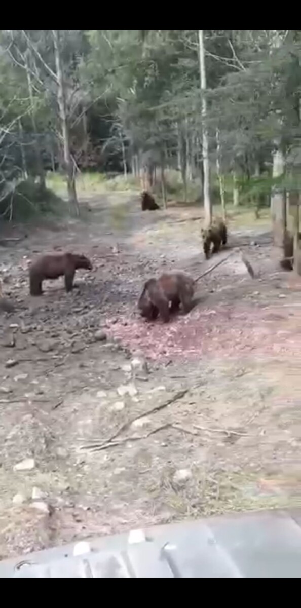 Семейство медведей в лесу около Клетни Брянской области поразило количеством