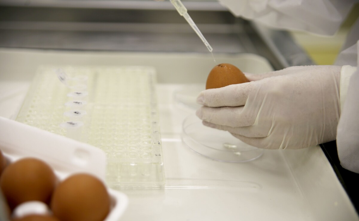 В яйцах птицеводческих предприятий в Брянской области никакой заразы не обнаружили