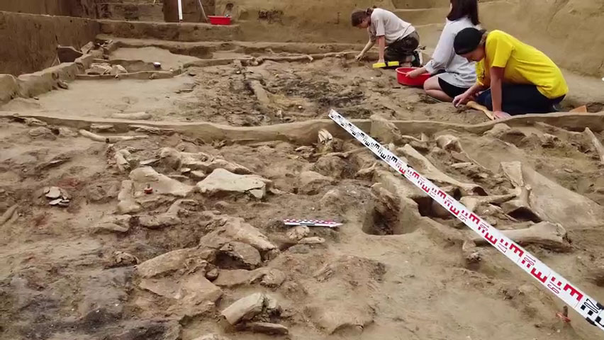 Сразу три археологические экспедиции приступили к раскопкам в селе Хотылево под Брянском
