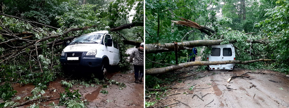 Упавшее дерево раздавило грузовичок в Локте Брянской области