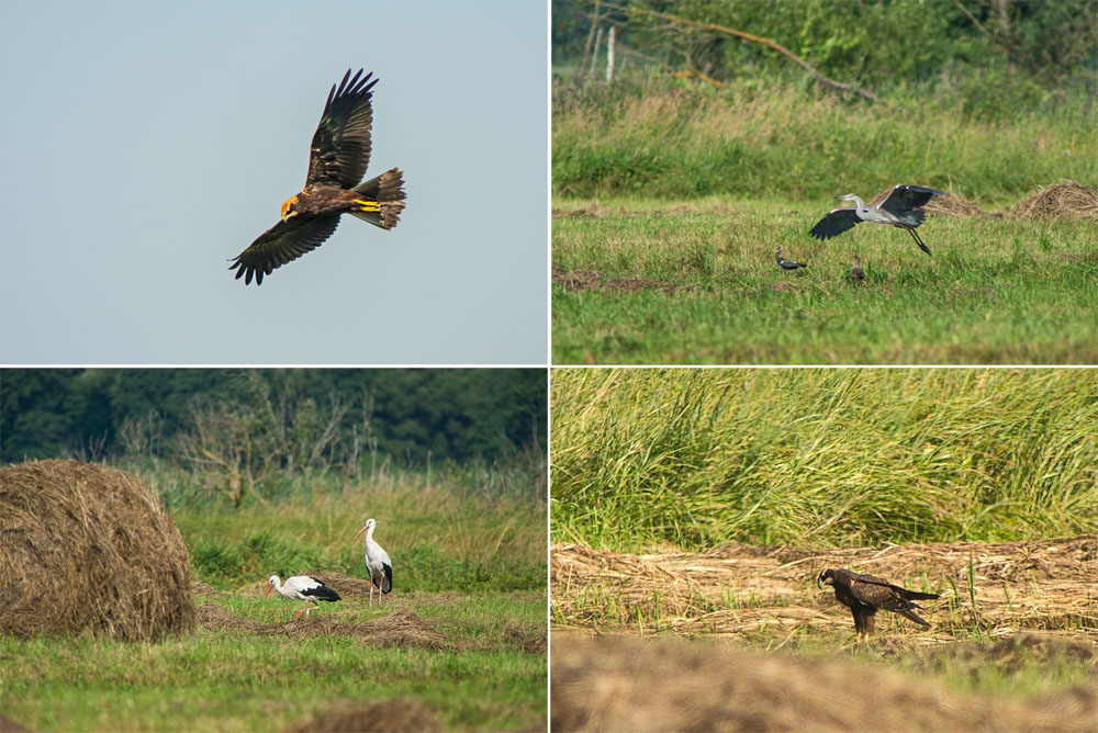 Время сенокоса для луговых и полевых птиц в Брянской области имеет критическое значение