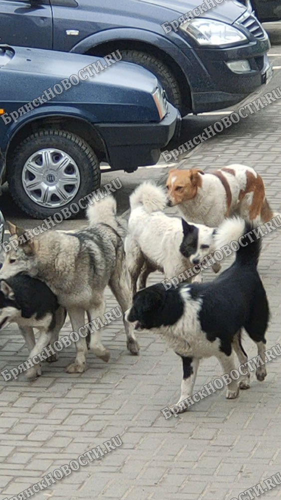 Жители Новозыбкова, если на вас нападает собака, постарайтесь запомнить ее приметы