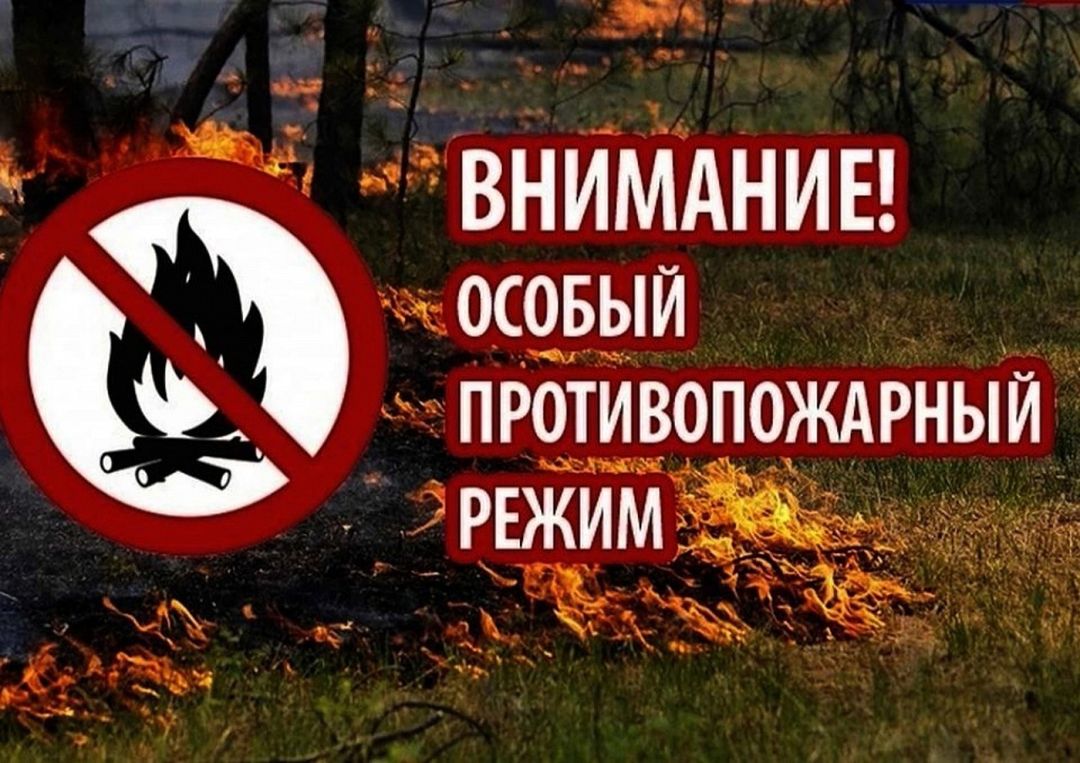 В лесах Брянской области на месяц ввели особый противопожарный режим