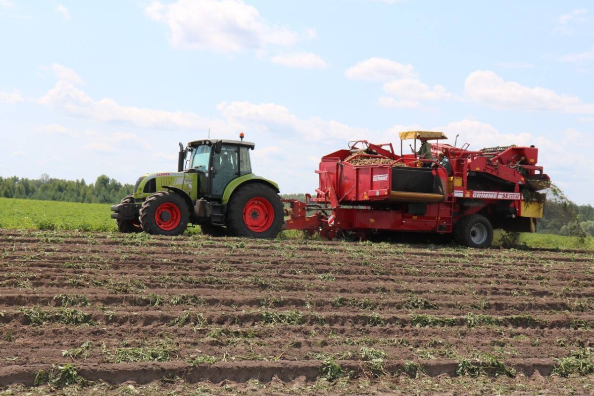 В Брянской области сложились идеальные погодные условия для картофеля и кукурузы