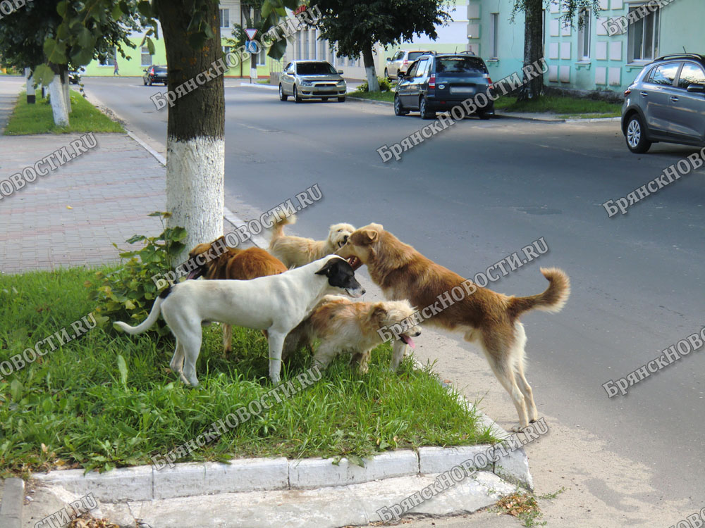 Бюджет Новозыбкова понесет потери из-за укуса бродячей собаки
