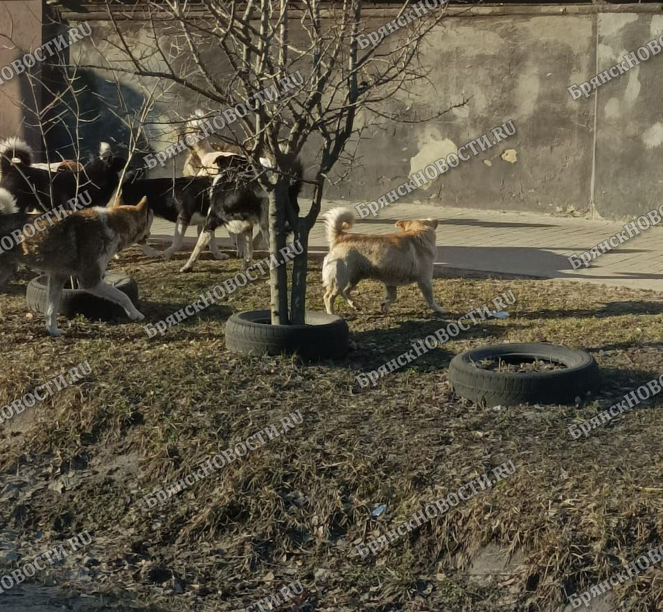 Жители улицы Некрасова в Новозыбкове снова пожаловались на агрессивных собак