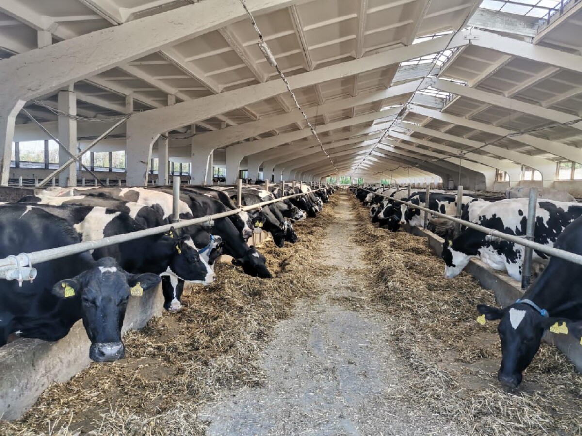 Фермы Брянской области завершают подготовку к зимнему содержанию скота