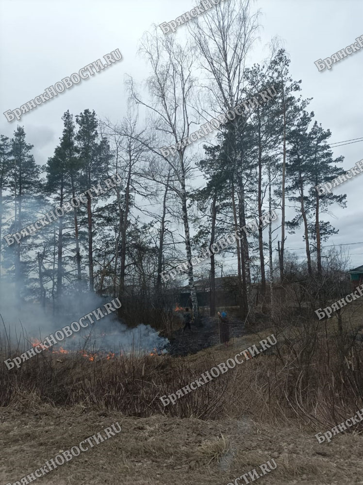 В Брянской области озвучили статистику лесных пожаров за сезон