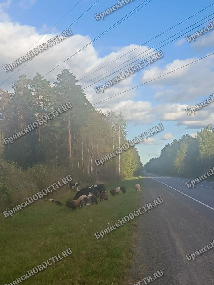 Стадо без пастуха заметили на трассе между Новозыбковом и Злынкой