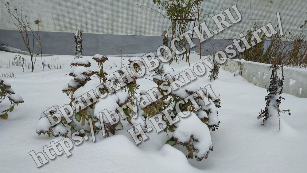 А снег пойдет в Брянской области и на четвертые сутки
