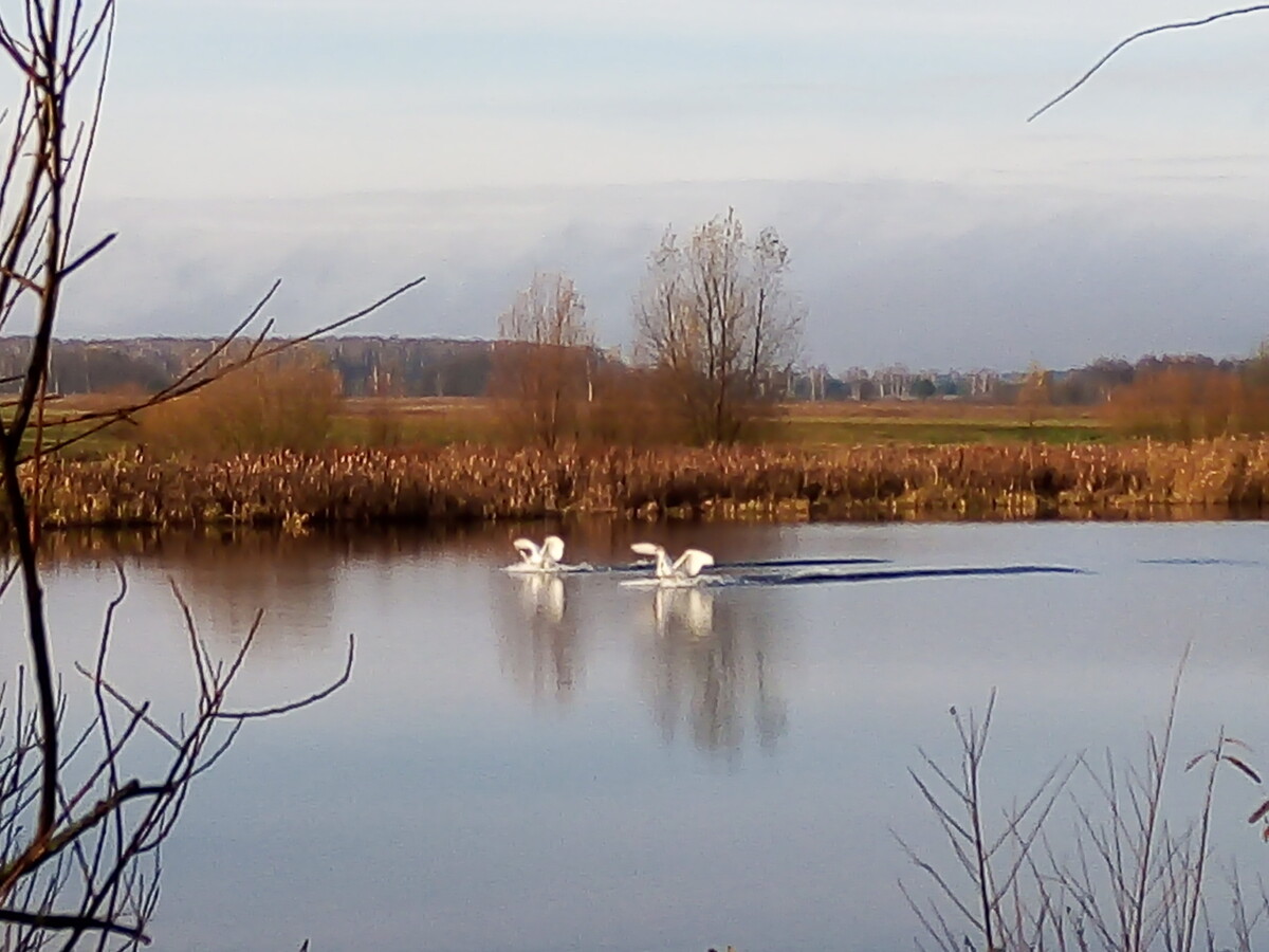 На озеро в Новозыбковском районе прилетела пара лебедей
