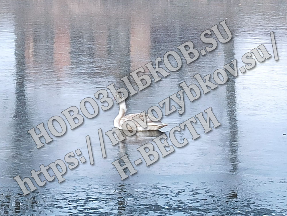 Одинокий лебедь на озере в Новозыбкове задержался, потому что был голоден и ослаб