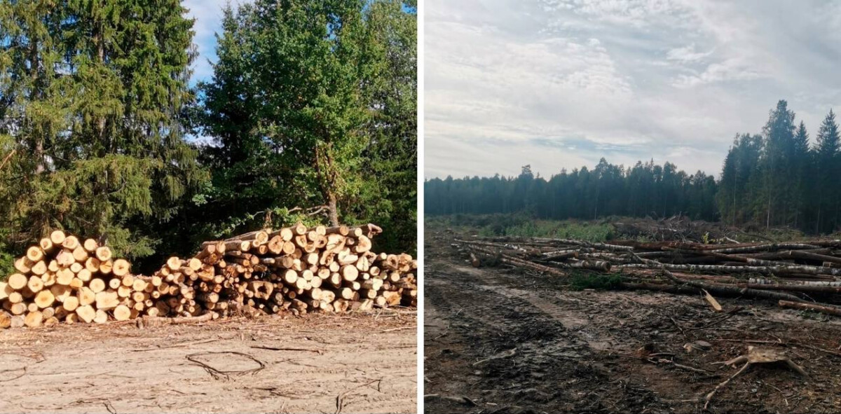 “Охранник” леса нарубил дров на полмиллиона на территории Трубчевского района
