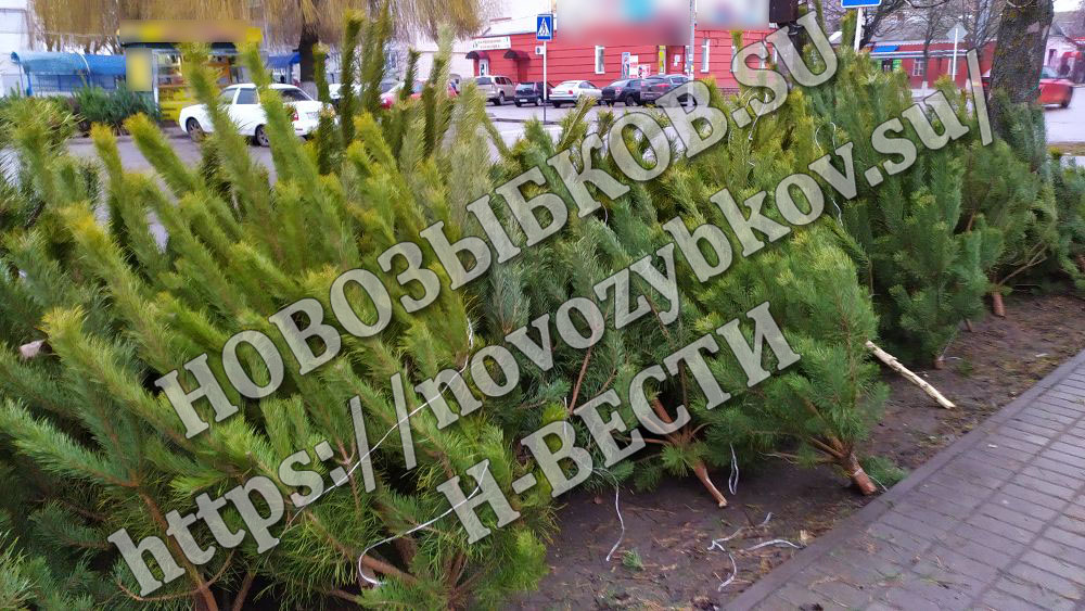 Жители Новозыбкова смогут приобрести елки и сосны в местном лесничестве
