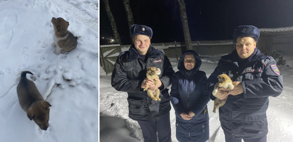 Брошенных на морозе щенков спасли полицейские из Новозыбкова