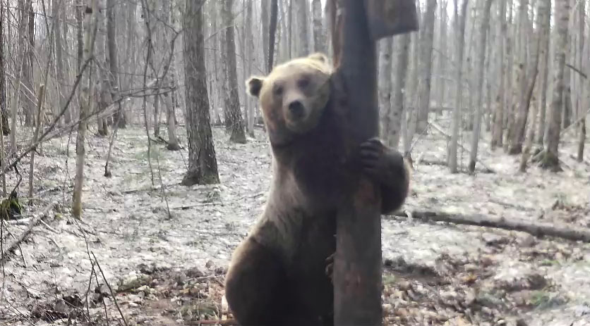 Медведи проснулись в брянском лесу