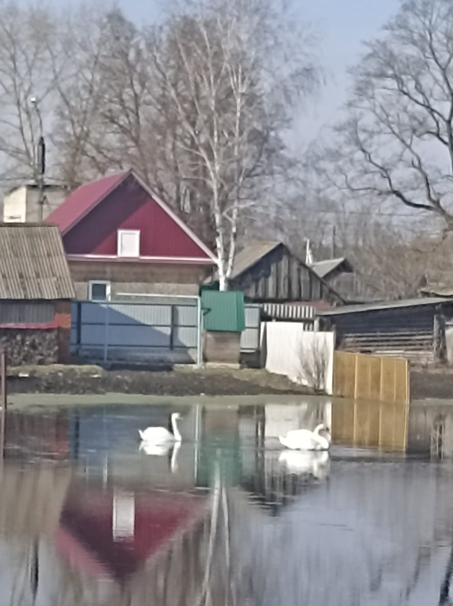 В Брянской области на одном из сельских участков образовалось свое лебединое озеро