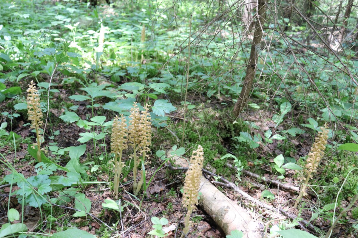 В брянском лесу цветут орхидеи