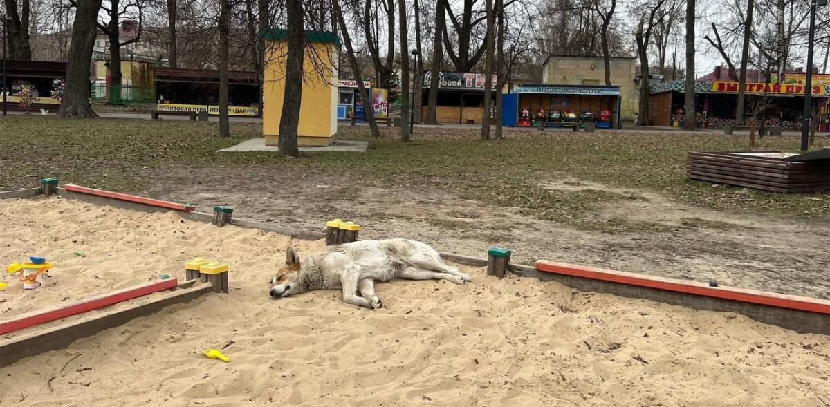 В Брянской области ежегодно фиксируется до 2 тысяч нападений бездомных животных на людей