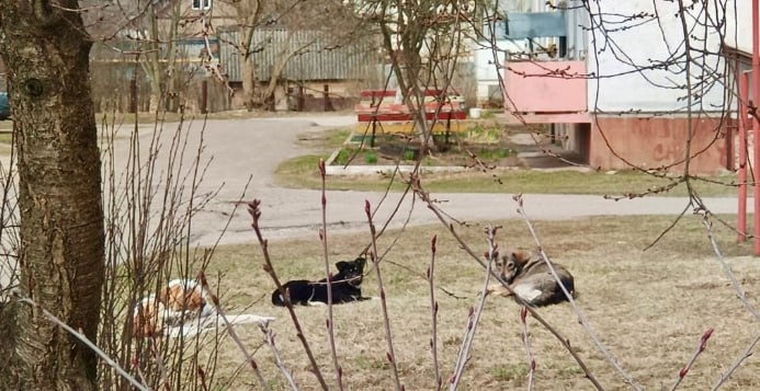 В Новозыбкове на девушку набросились бродячие собаки