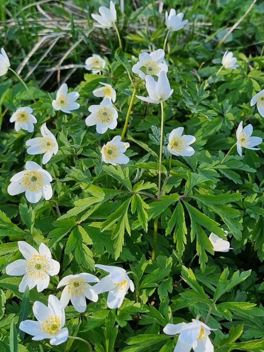 В Брянской области возможны ночные заморозки, а днем — жара