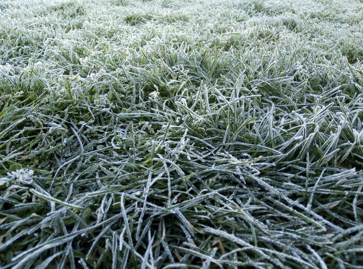 Заморозки прогнозируют в Брянской области