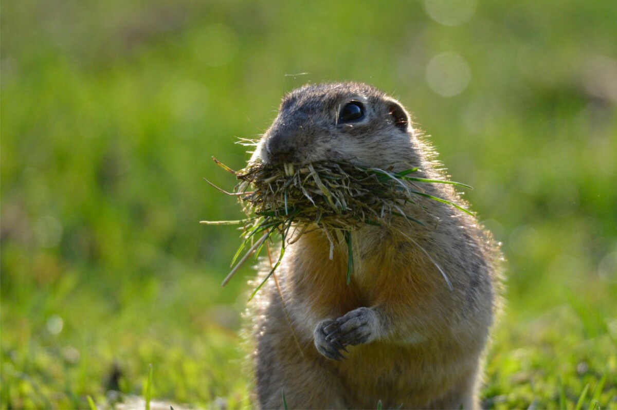 В Брянской области набирают волонтёров в проект «Спасти самых маленьких»