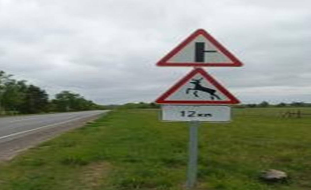 В Брянской области выросла опасность столкновения с дикими животными на дорогах