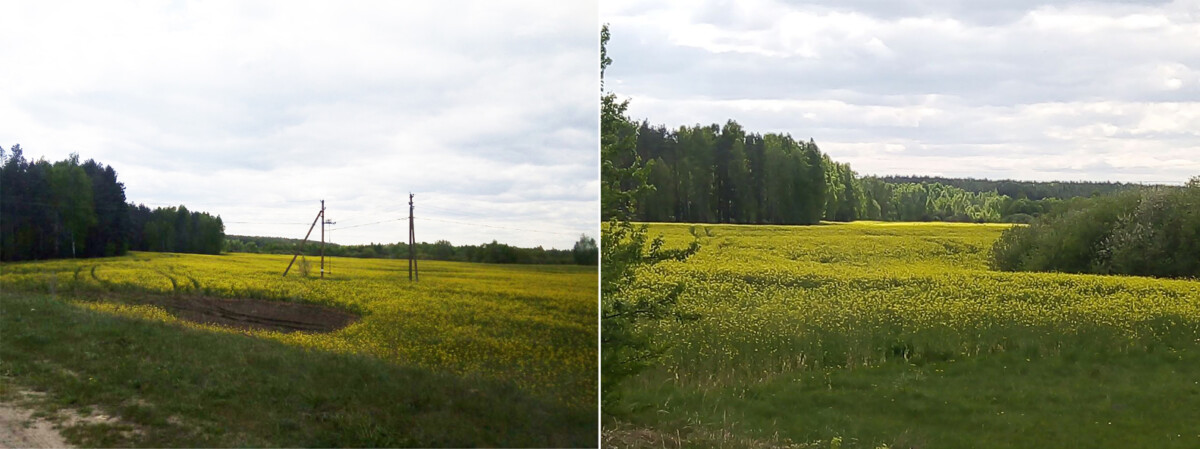 Зацвели рапсовые поля в Брянской области