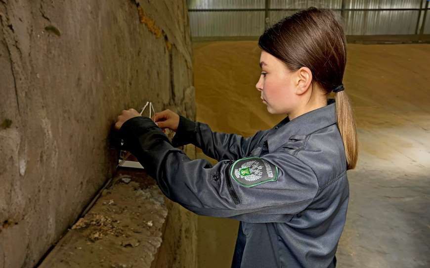 В Брянской области зернохранилища проверят на наличие опасных насекомых