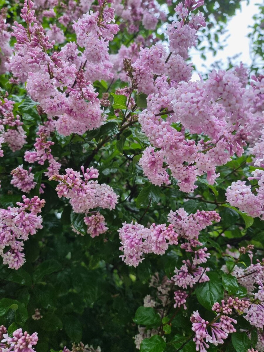 Погода в Брянской области на День России