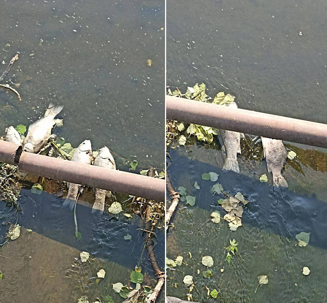 В Новозыбкове у моста сфотографировали погибшую рыбу