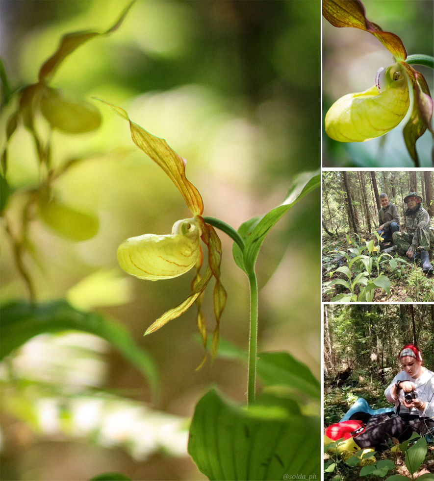 В заповеднике «Брянский лес» рассказали, как найти венерин башмачок