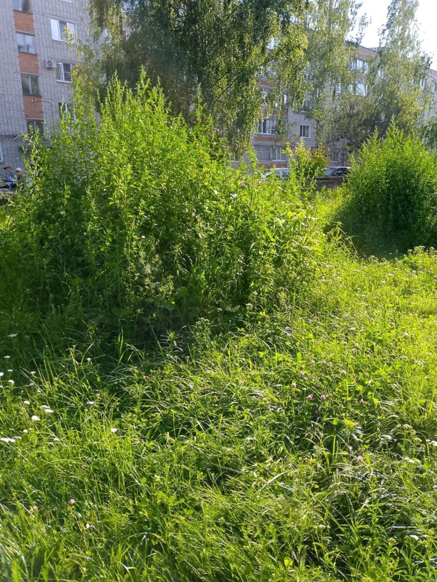 На заросшую Вокзальную власти Новозыбкова направят комиссию