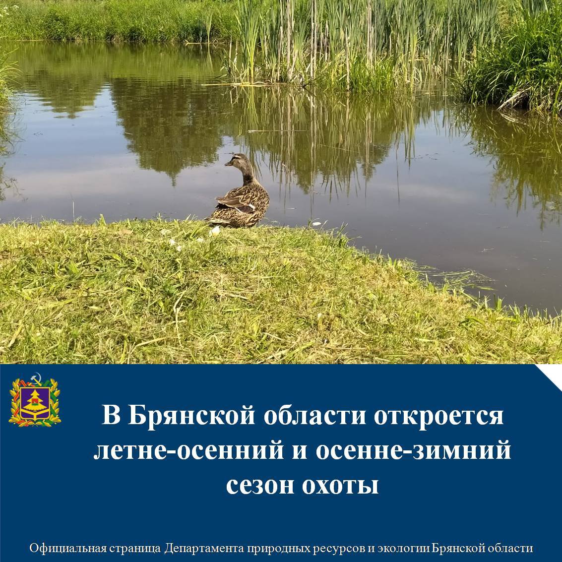 В Брянской области с конца июля разрешена охота