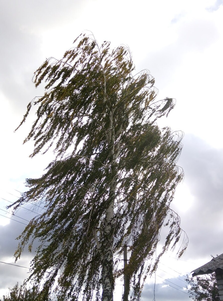 Грозы, град и шквалистый ветер прогнозируют завтра на территории Брянской области