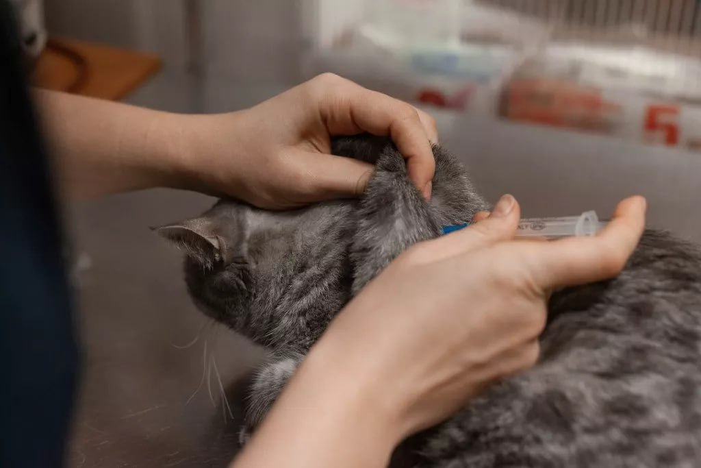 «Озверевшего» кота из Брянска доставили в лабораторию Новозыбкова