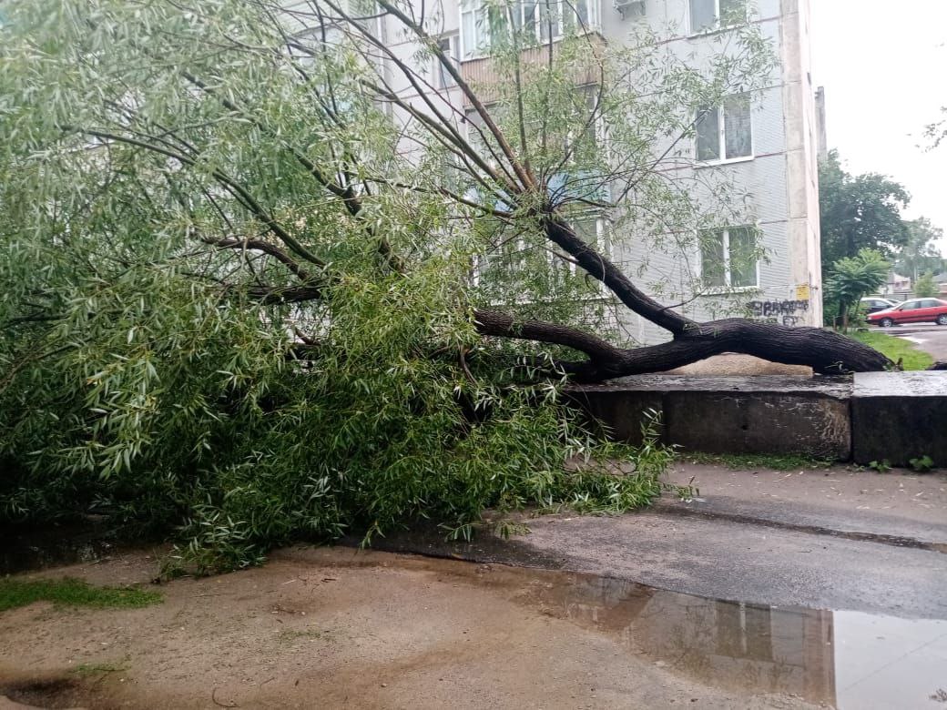 Упавшее дерево перегородило проезд во дворах в Новозыбкове