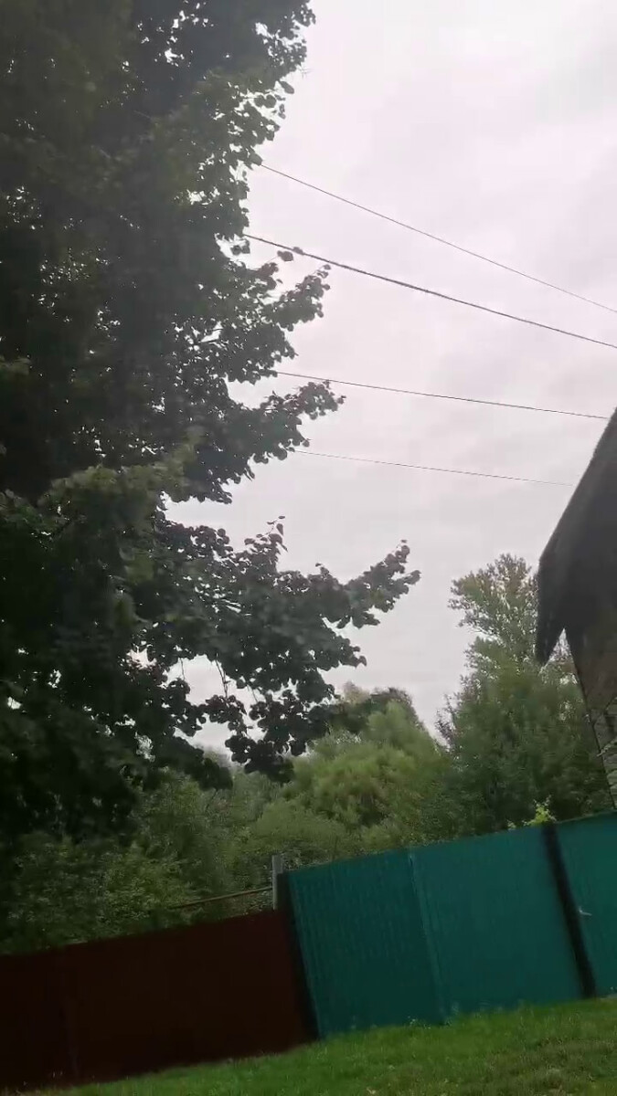 Жители Новозыбкова просят спилить огромную липу