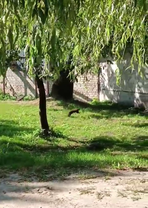 Представителя семейства куньих заметили сегодня в Новозыбкове