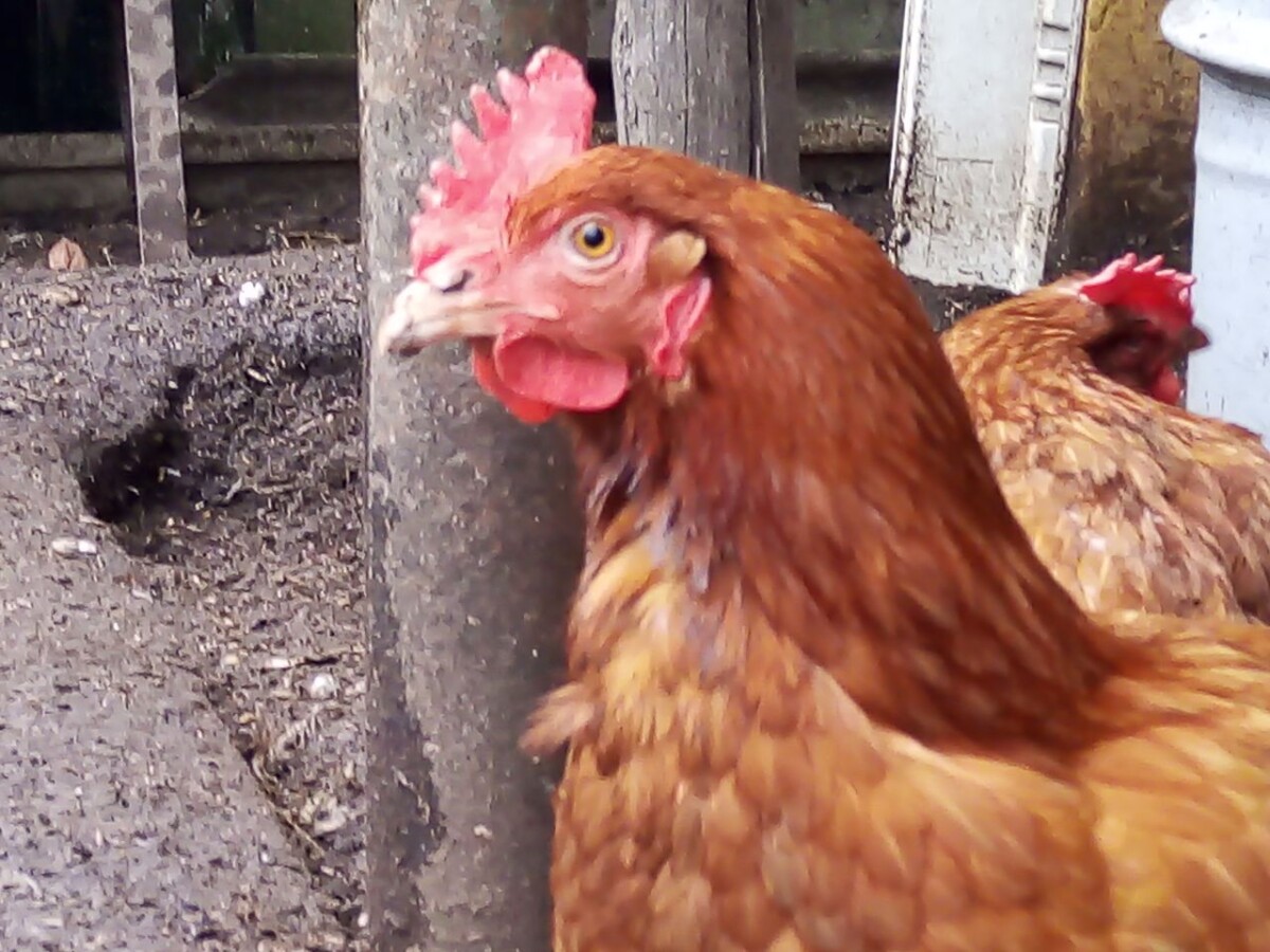 В Новозыбкове соседская собака загрызла курицу