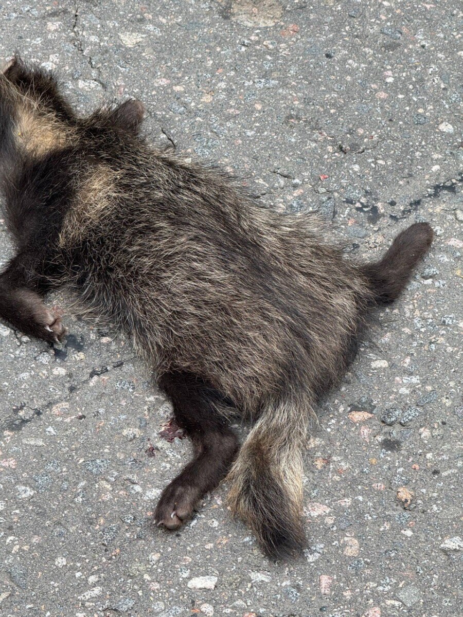 Убийство на дорогах енотовидных собак  стало массовым в Брянской области