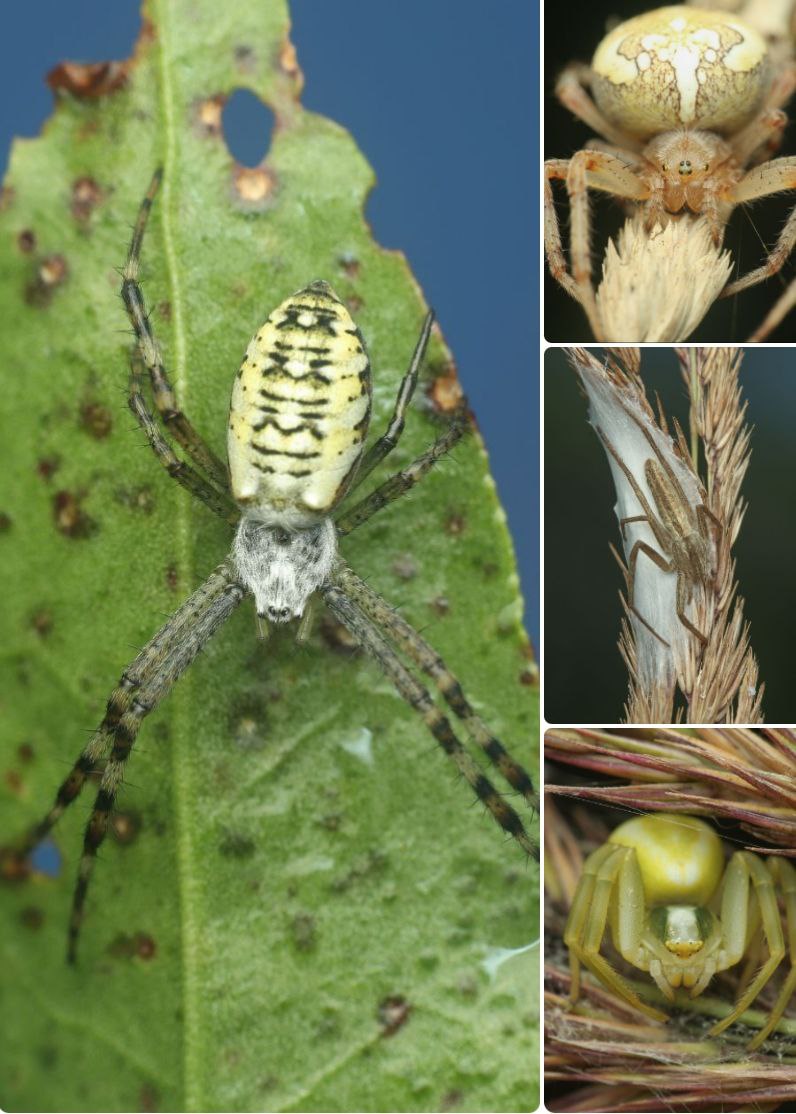 Паук-оса, крестовик и другие паучки брянского леса в объективе фотохудожника