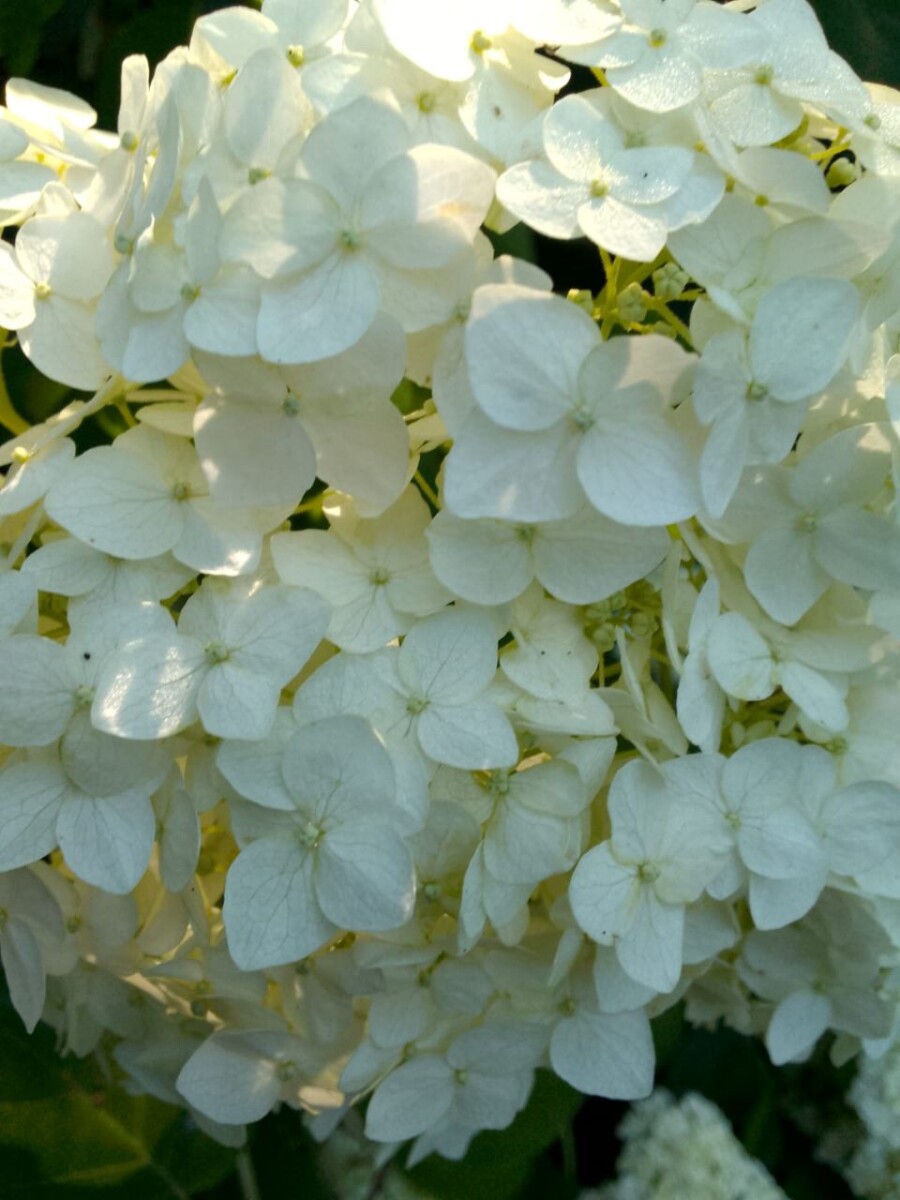 Первосентябрьская жара в Брянской области